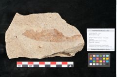 Foto (Objekt + Etikett) von Myrica lignitum Unger (NHMW-GEO-2024-0188-4018)